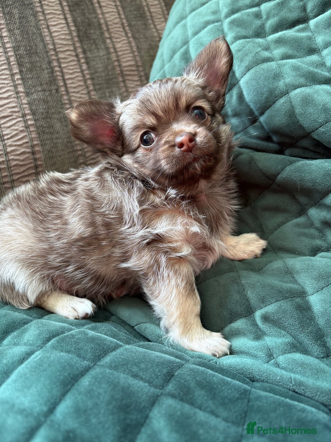 Chihuahua dogs for sale: Gorgeous Fluffy Chihuahua Puppy - Image 6