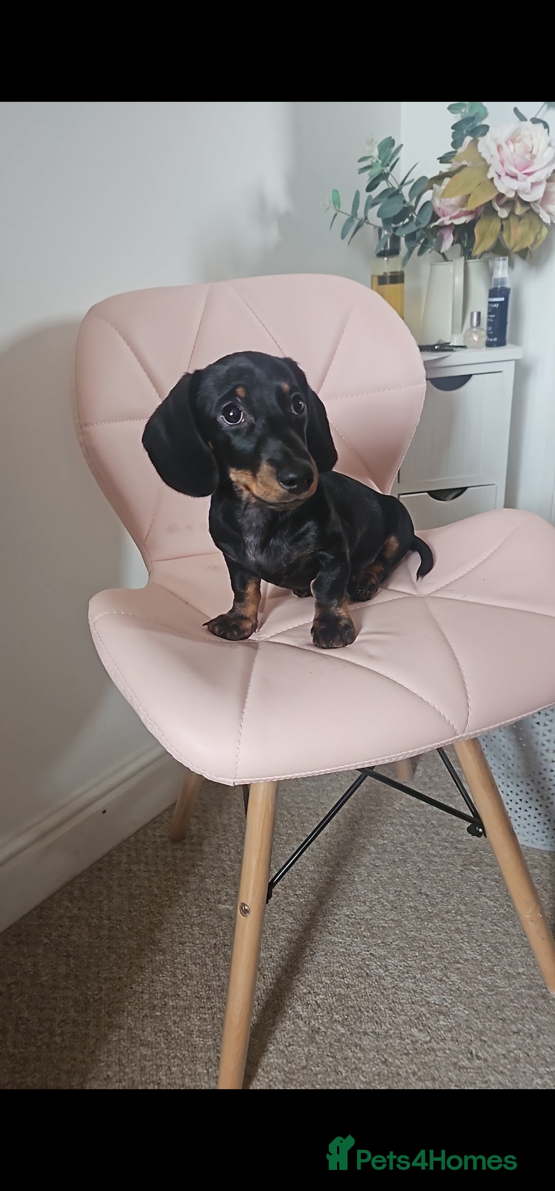 Miniature Dachshund dogs for stud: Miniature Dacshund STUD -FULLY HEALTH & DNA TESTED - Image 2