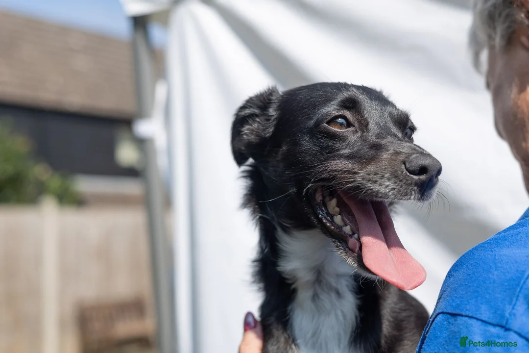 Mixed Breed dogs for adoption: Cat friendly Remy - Advert 23