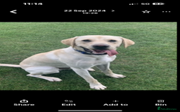 Labrador Retriever dogs for stud: Scout - Image 2