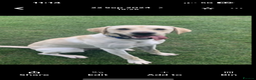 Labrador Retriever dogs for stud: Scout - Advert 2