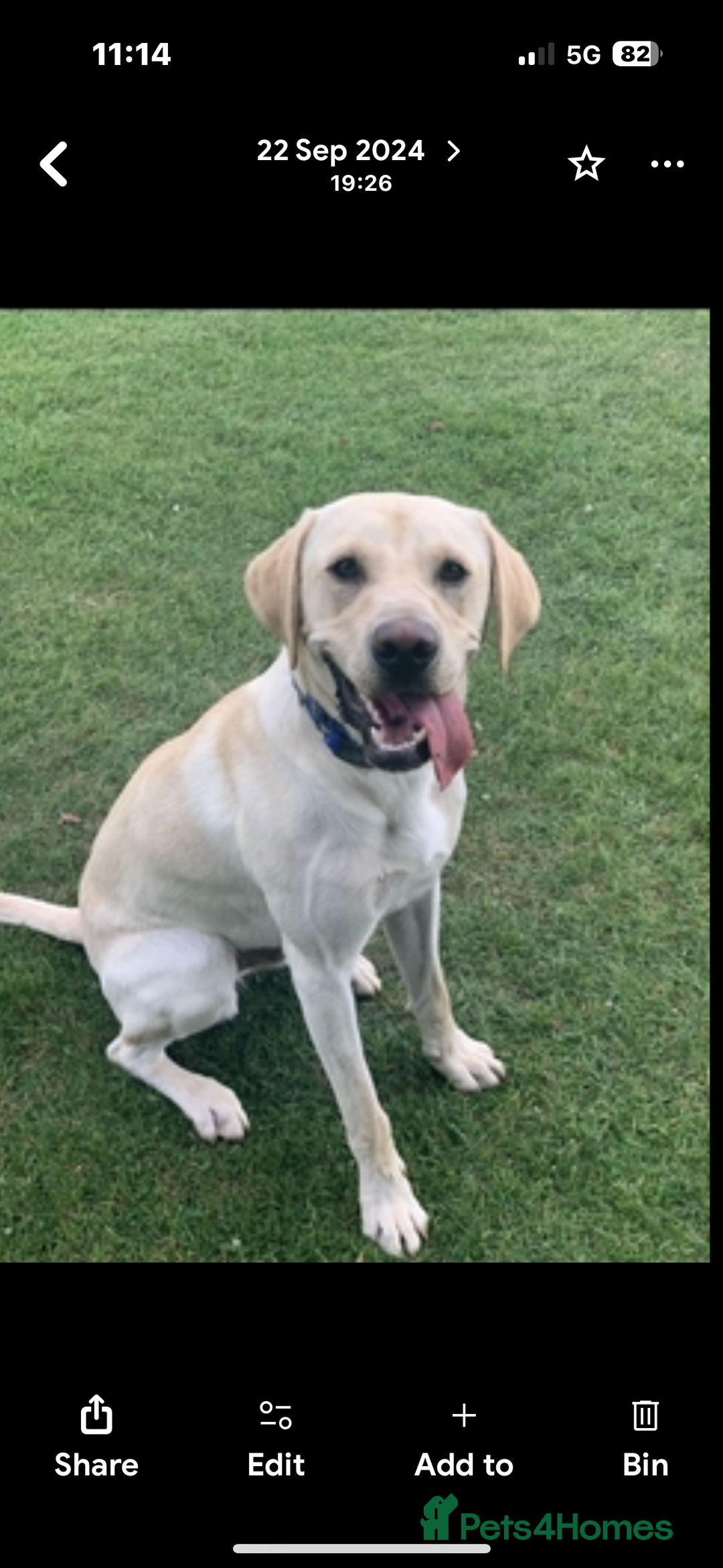 Labrador Retriever dogs for stud: Scout - Image 2