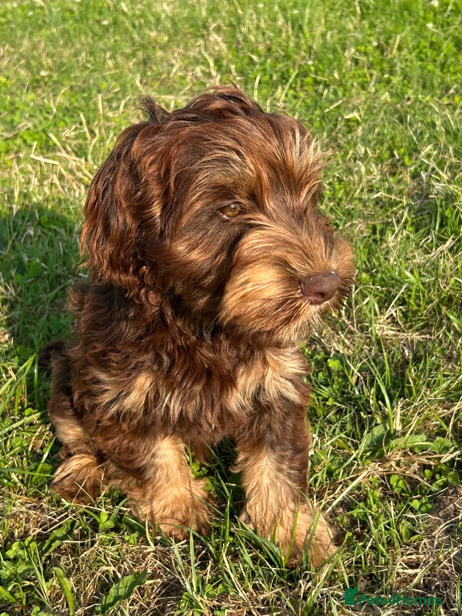 Mixed Breed dogs Mini Doodle pups ( like cockapoo’s ) - Advert 1