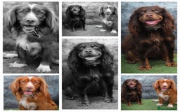 Cocker Spaniel dogs for sale: Working cocker spaniel puppies - Image 10
