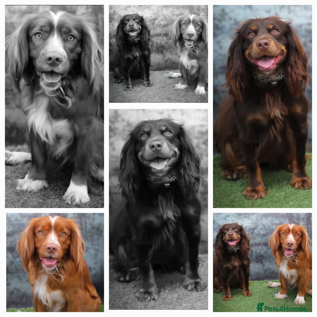 Cocker Spaniel dogs for sale: Working cocker spaniel puppies - Image 10