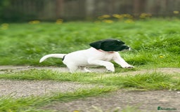 Mixed Breed dogs for sale: LAST PUPPY ❤️ - Image 6