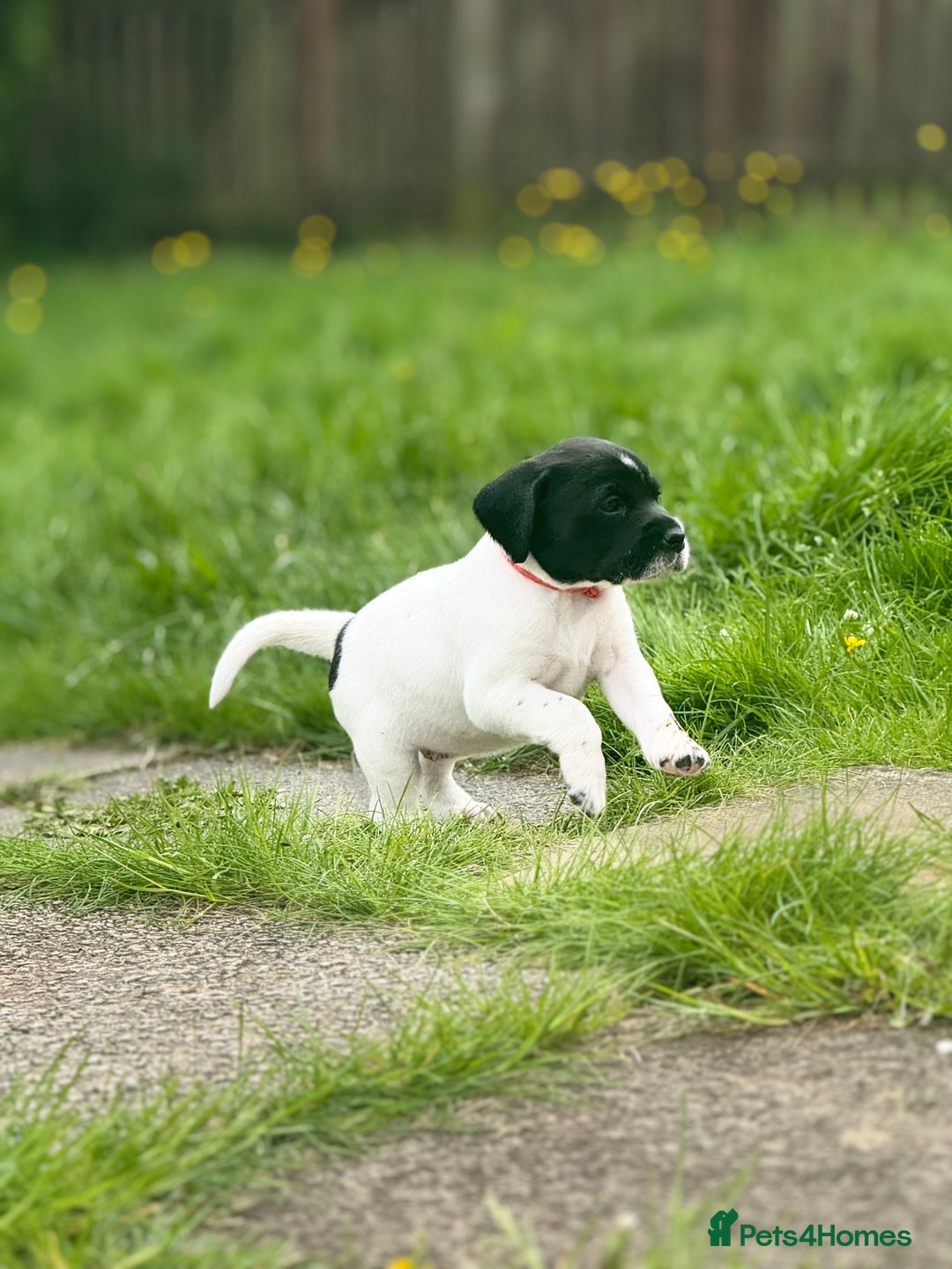 Mixed Breed dogs for sale: LAST PUPPY ❤️ - Image 6