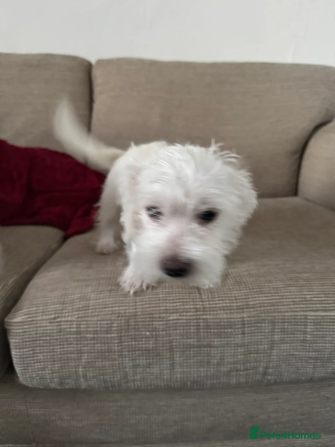 Maltese dogs for sale: Bichon maltese puppies mini toy 3 boys - Advert 6
