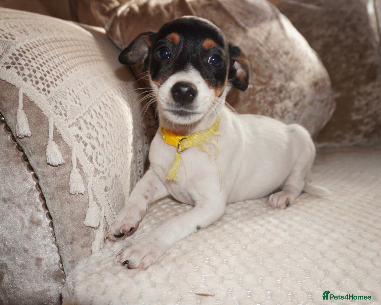 Jack Russell dogs Jackrussel puppies (3 LEFT £500) - Advert 2