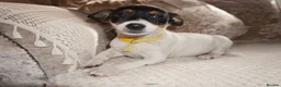 Jack Russell dogs for sale: Jackrussel puppies (1 BOY LEFT £450) - Advert 2