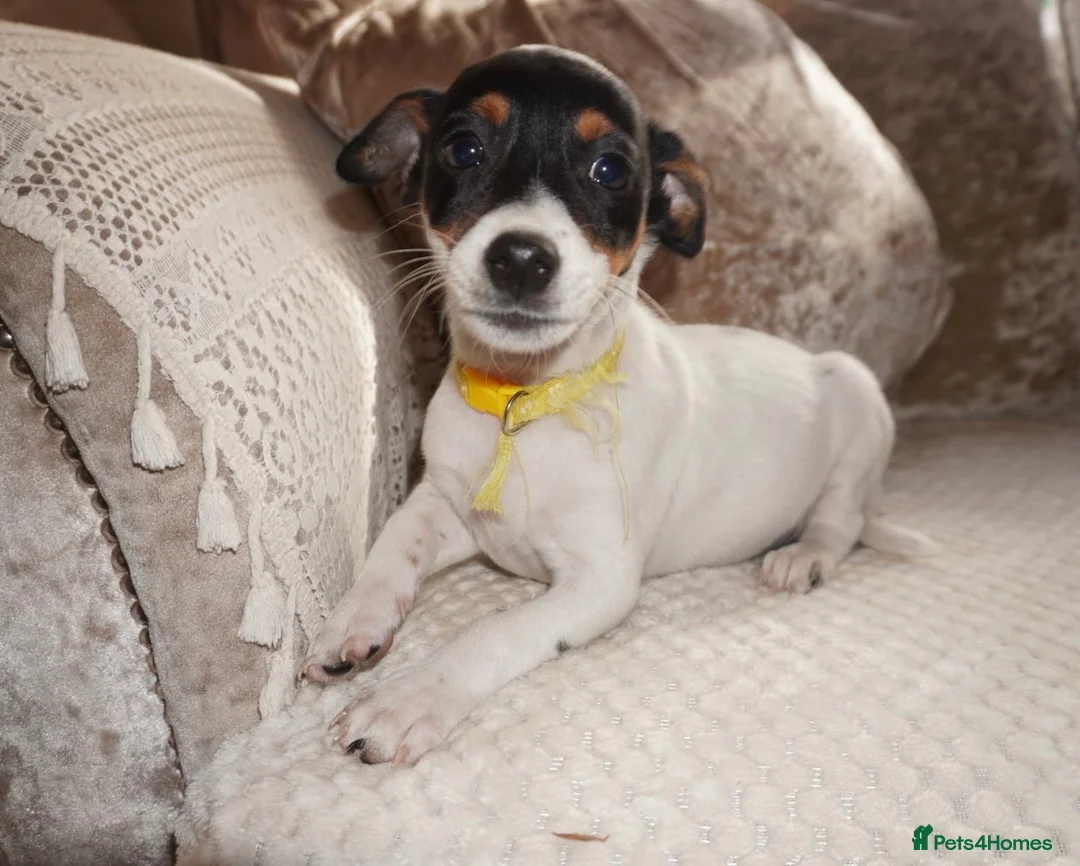 Jack Russell dogs for sale: Jackrussel puppies (1 BOY LEFT £450) - Advert 2
