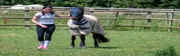 Caspian horse horses for sale: Ant (Rudaki Anthony) in Evesham - Advert 4