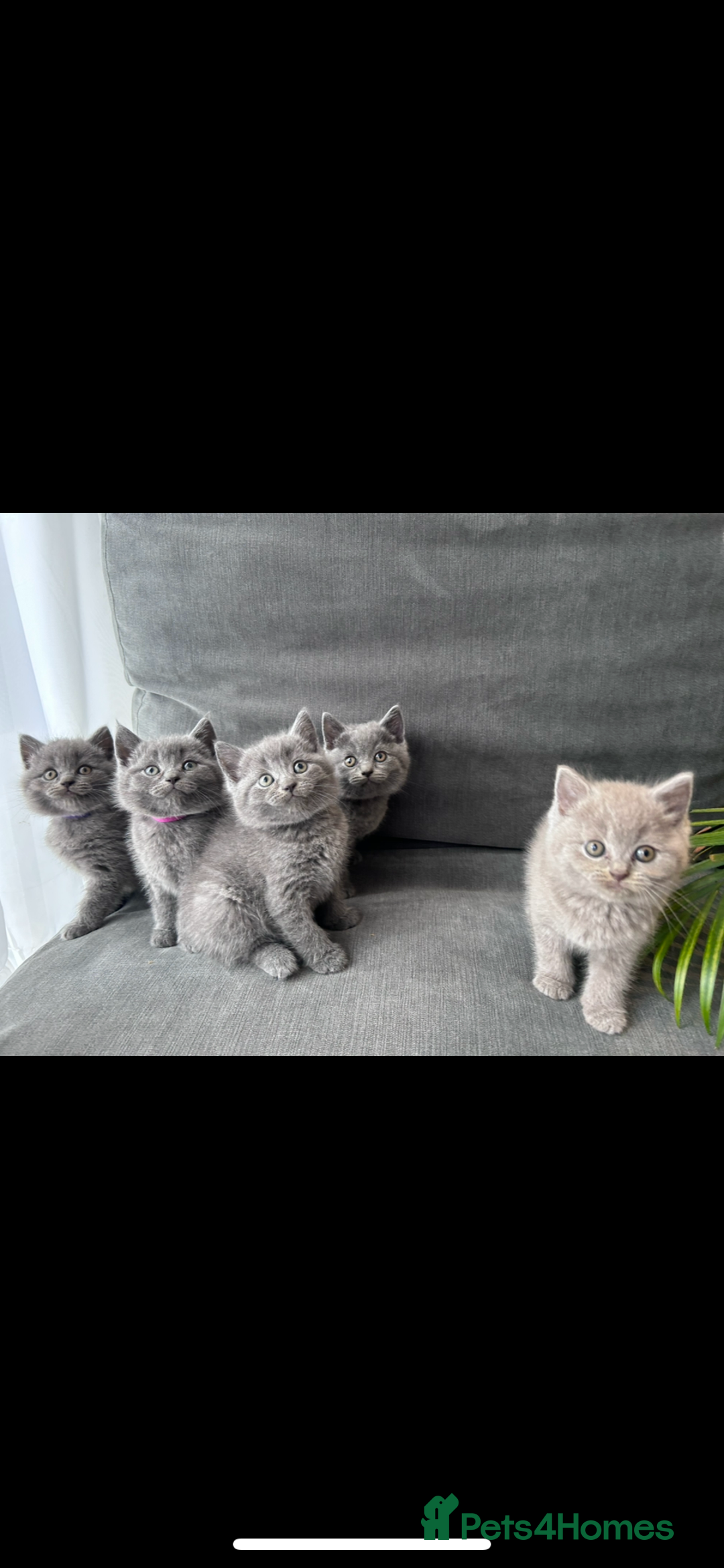 British Shorthair cats for sale: PURE PEDIGREE BSH KITTENS - Image 8