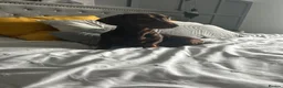 Miniature Dachshund dogs for stud: Chocolate dachshund for stud  in Somerton - Advert 5
