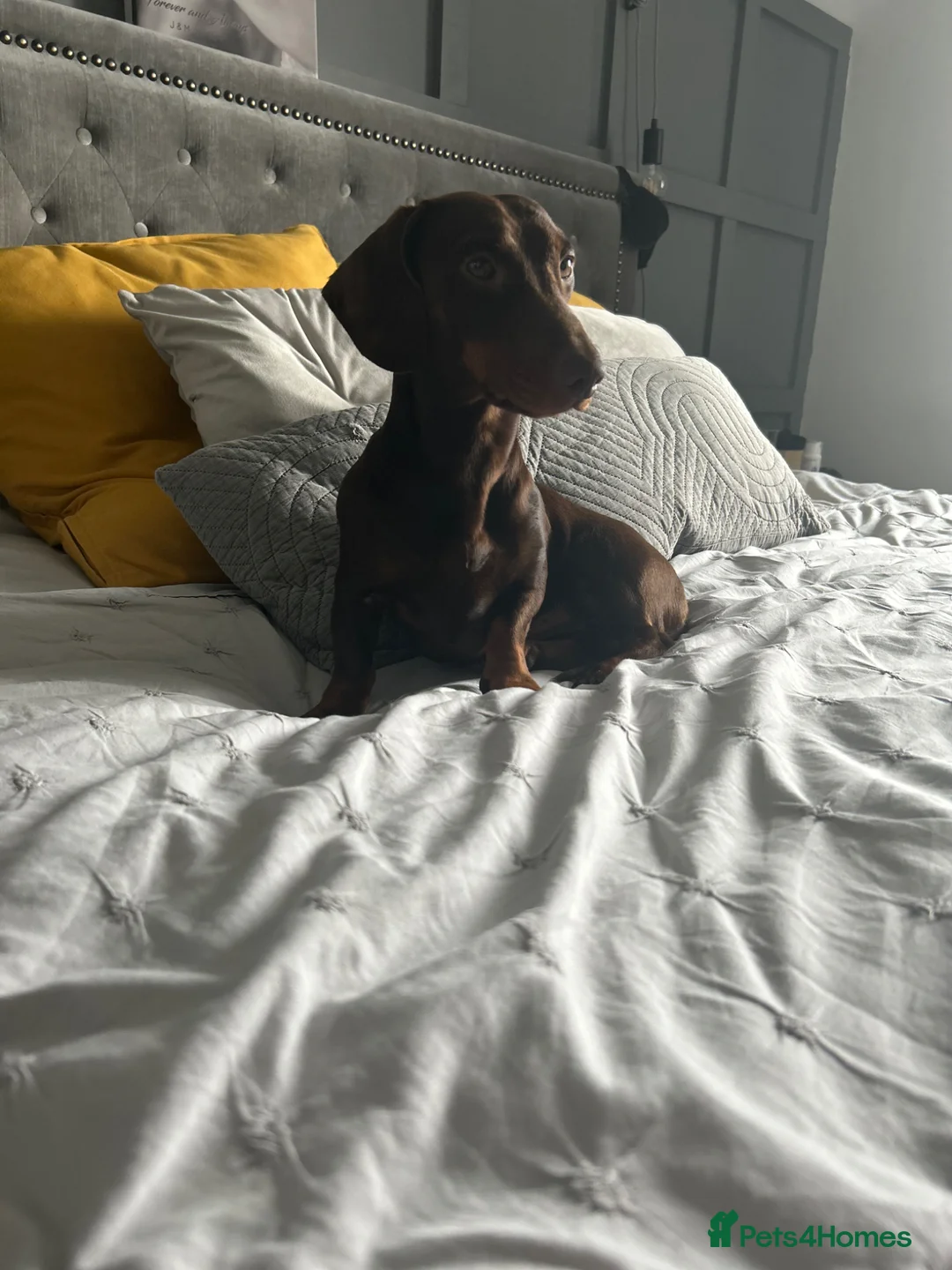 Miniature Dachshund dogs for stud: Chocolate dachshund for stud  in Somerton - Advert 5