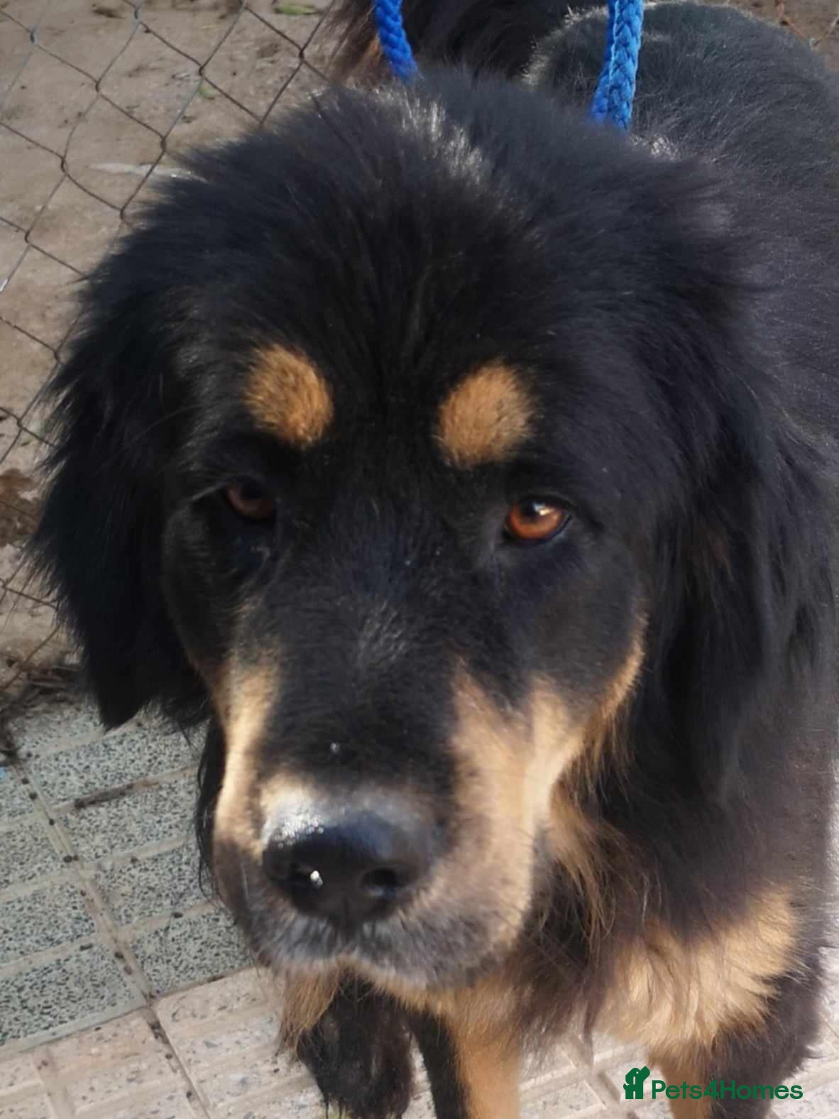 Mixed Breed dogs Zimba ❤️Looking for Her Perfect Kingdom 👑🐾 - Advert 13