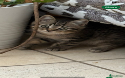 Bengal cats for sale: Looking for a Loving Home for our sweet kitten - Advert 4