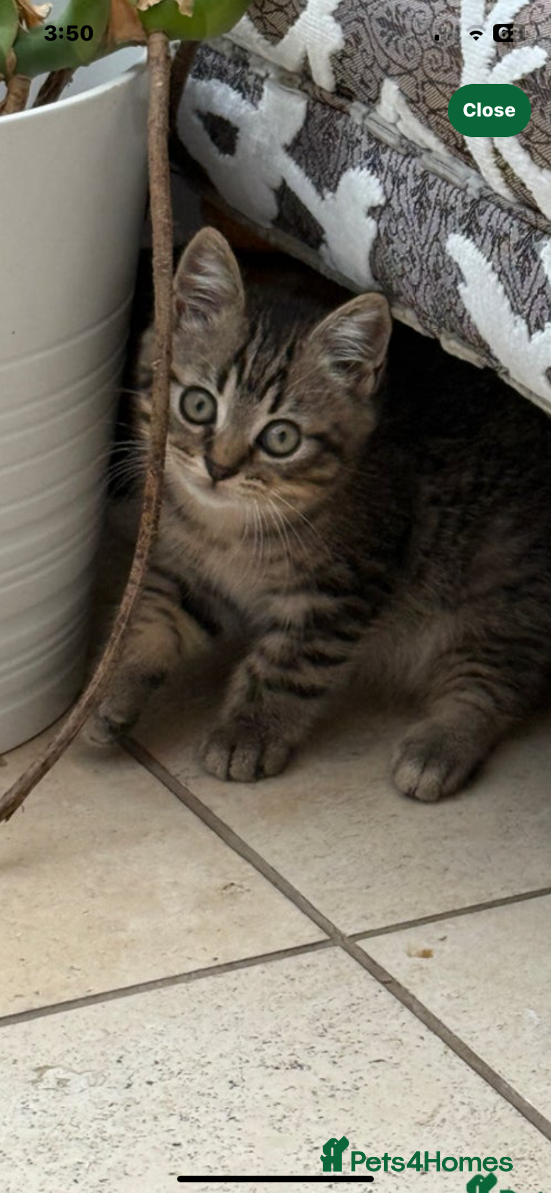 Bengal cats for sale: Looking for a Loving Home for our sweet kitten - Advert 4