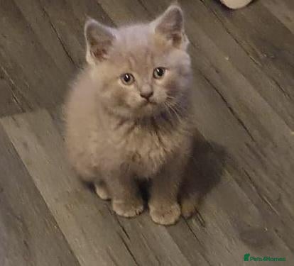British Shorthair cats British short hair lilac/cinamin tabbys - Advert 1