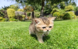 British Shorthair cats for sale: Golden British short hair - Image 10