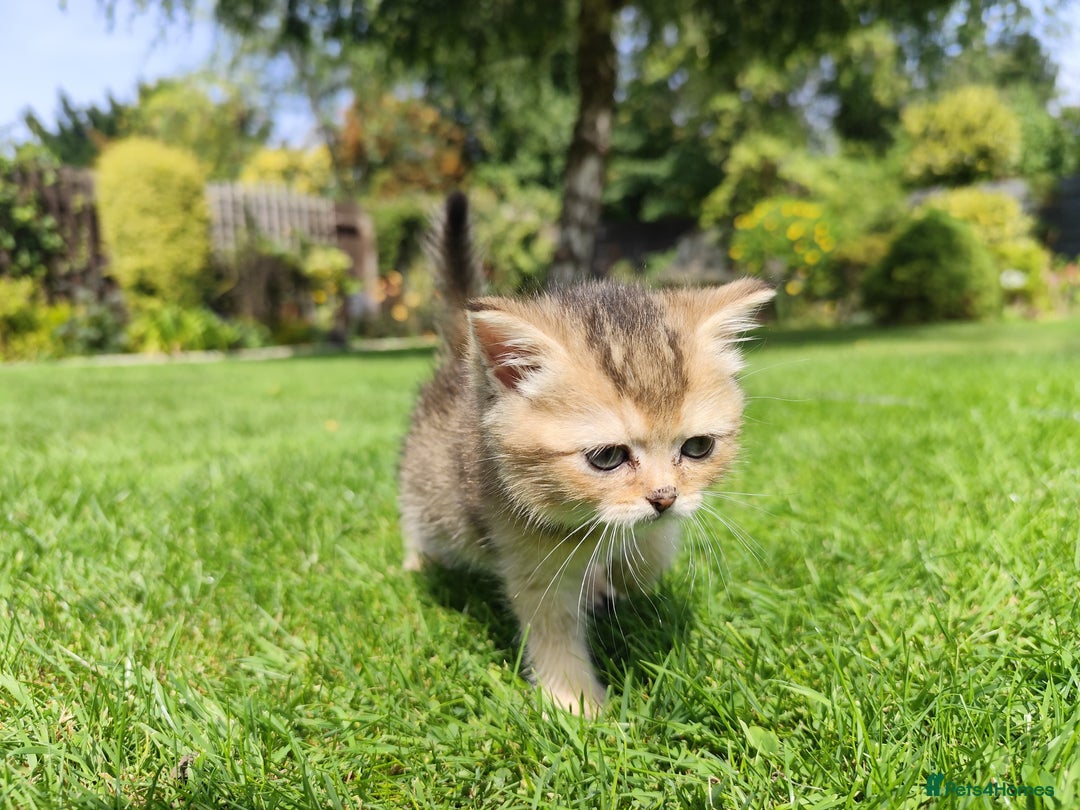 British Shorthair cats for sale: Golden British short hair - Image 10