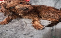Mixed Breed dogs for sale: Peggy needs a loving home  - Image 6