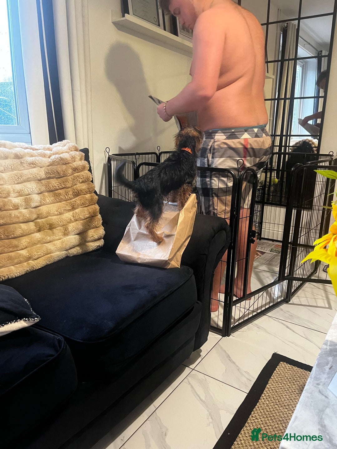 Yorkshire Terrier dogs for sale: Miniature female Yorkshire terrier - Advert 5