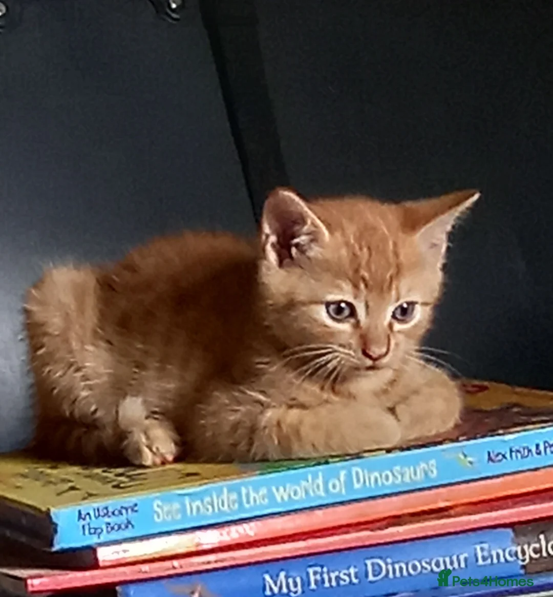 Mixed Breed cats for sale: Last female kitten for sale - Advert 7