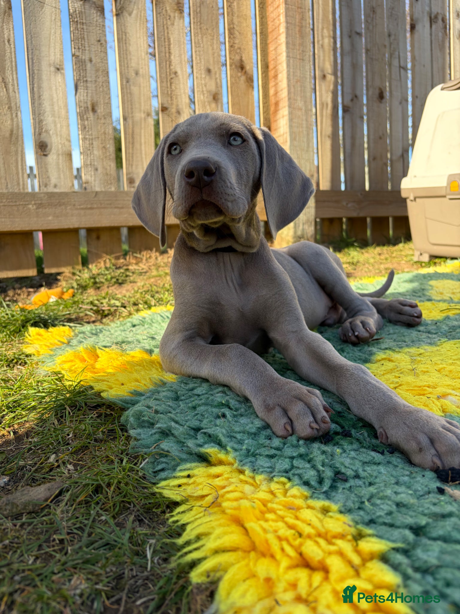 Weimaraner dogs 💎LAST BOY AVAILABLE 💎 Weimaraner puppies  - Advert 5