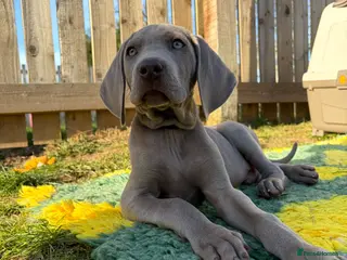 Weimaraner dogs 💎LAST BOY AVAILABLE 💎 Weimaraner puppies - Advert 5