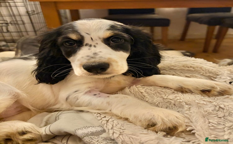 Cocker Spaniel dogs - Advert 15