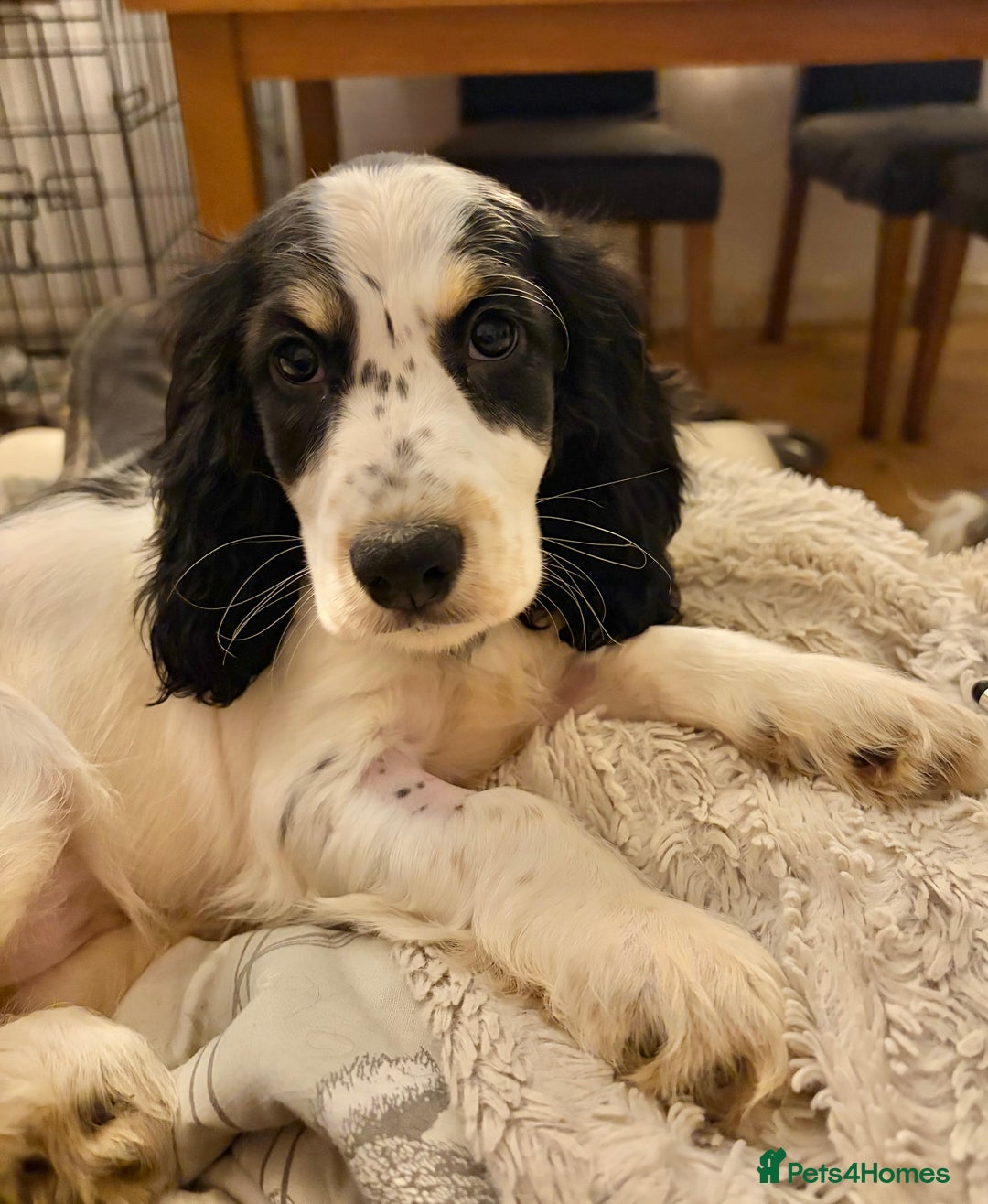 Cocker Spaniel dogs for sale: Cocker Spaniel Boy Puppy - Image 1