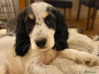 Cocker Spaniel dogs - Advert 32