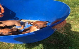 Lakeland Terrier dogs for sale: Lakeland terrier puppies - Image 5