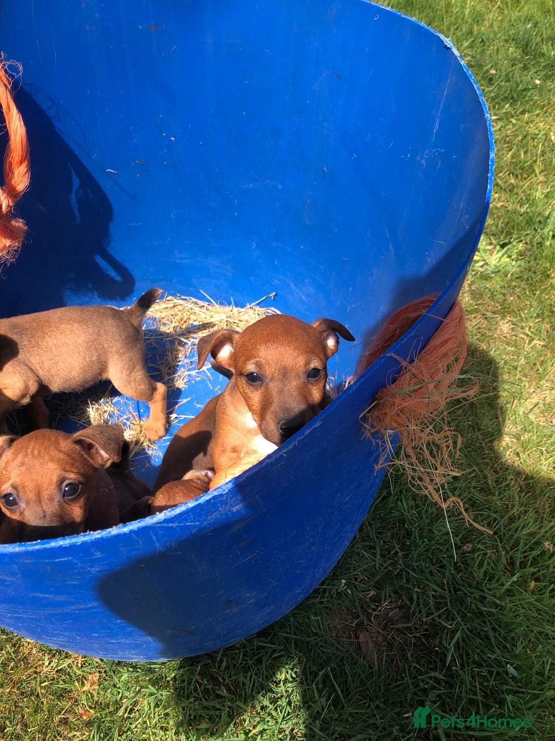 Lakeland Terrier dogs for sale: Lakeland terrier puppies - Image 5