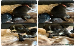 Staffordshire Bull Terrier dogs for sale: Staffordshire bull terrier puppies  - Advert 4