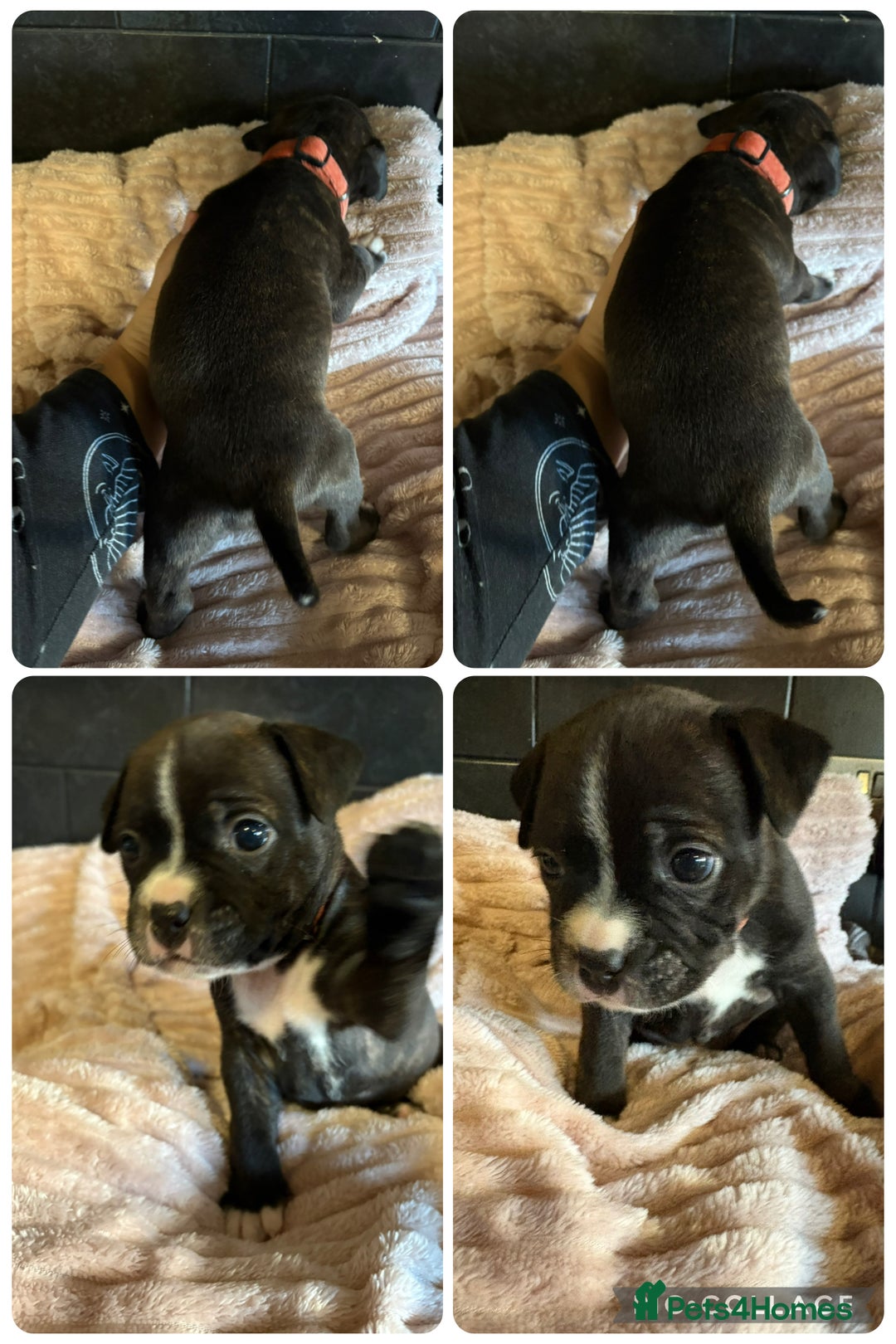 Staffordshire Bull Terrier dogs for sale: Staffordshire bull terrier puppies  - Advert 4