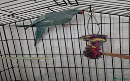 Parakeets birds for sale: Indian ringneck & Derbyan Parrot - Image 3