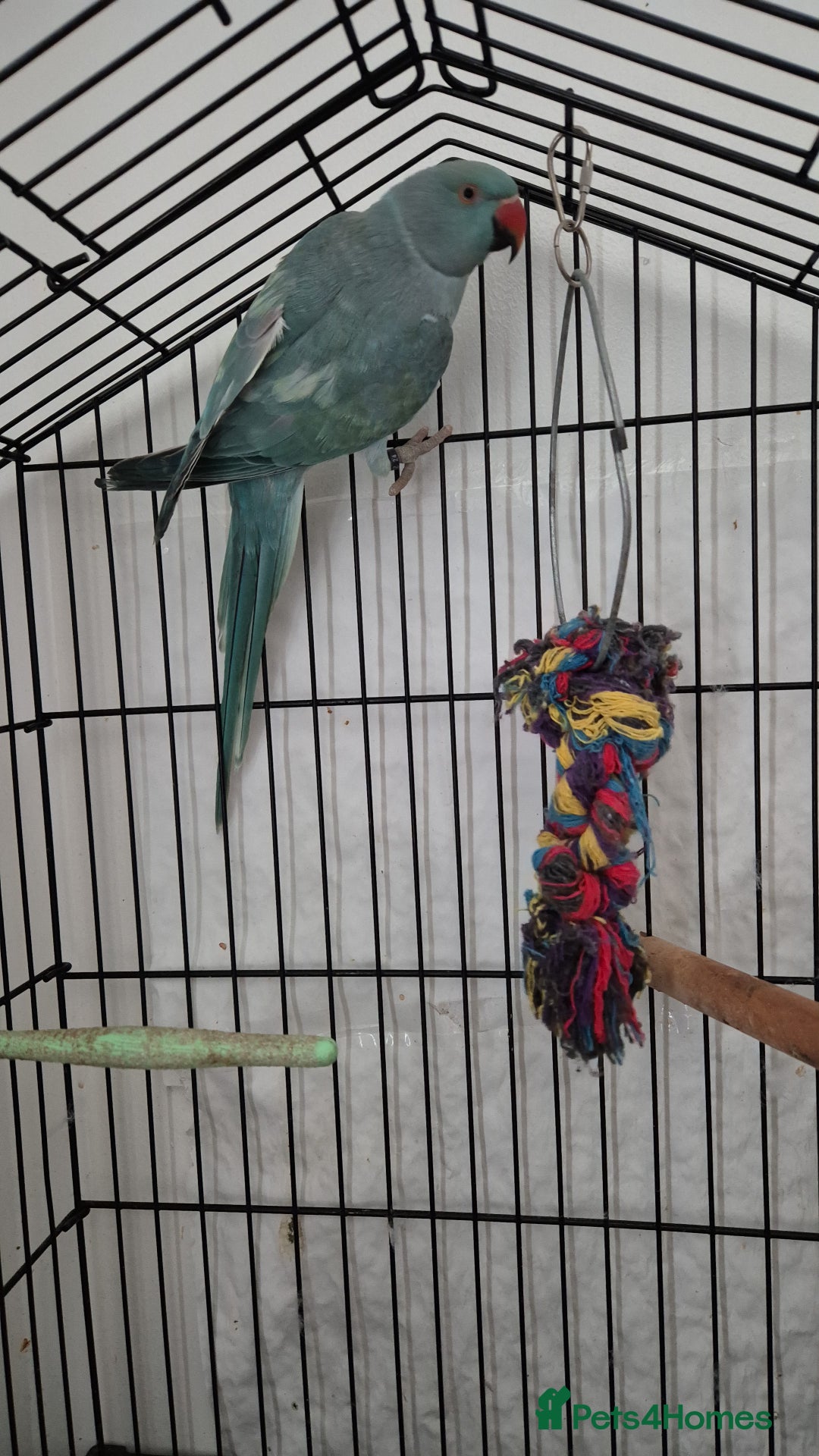Parakeets birds for sale: Indian ringneck & Derbyan Parrot - Image 3