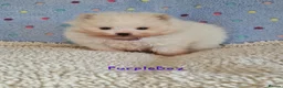 Pomeranian dogs for sale: White Pomeranian Males - Advert 5