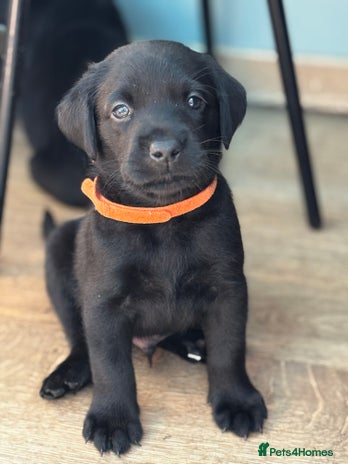 Labrador Retriever dogs - Advert 4