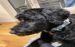 Sproodle dogs for sale: Beautiful Male Sproodle - Image 7