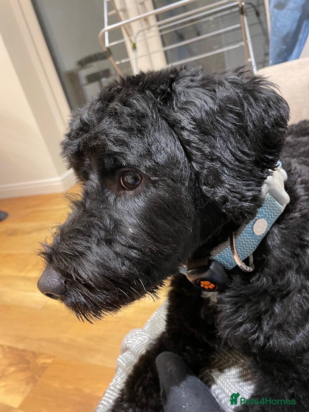 Sproodle dogs for sale: Beautiful Male Sproodle - Image 7