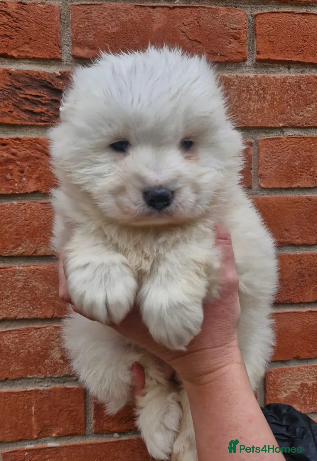 Samoyed dogs for sale: A beautiful little Samoyed girl for sale in Ashbourne - Advert 3