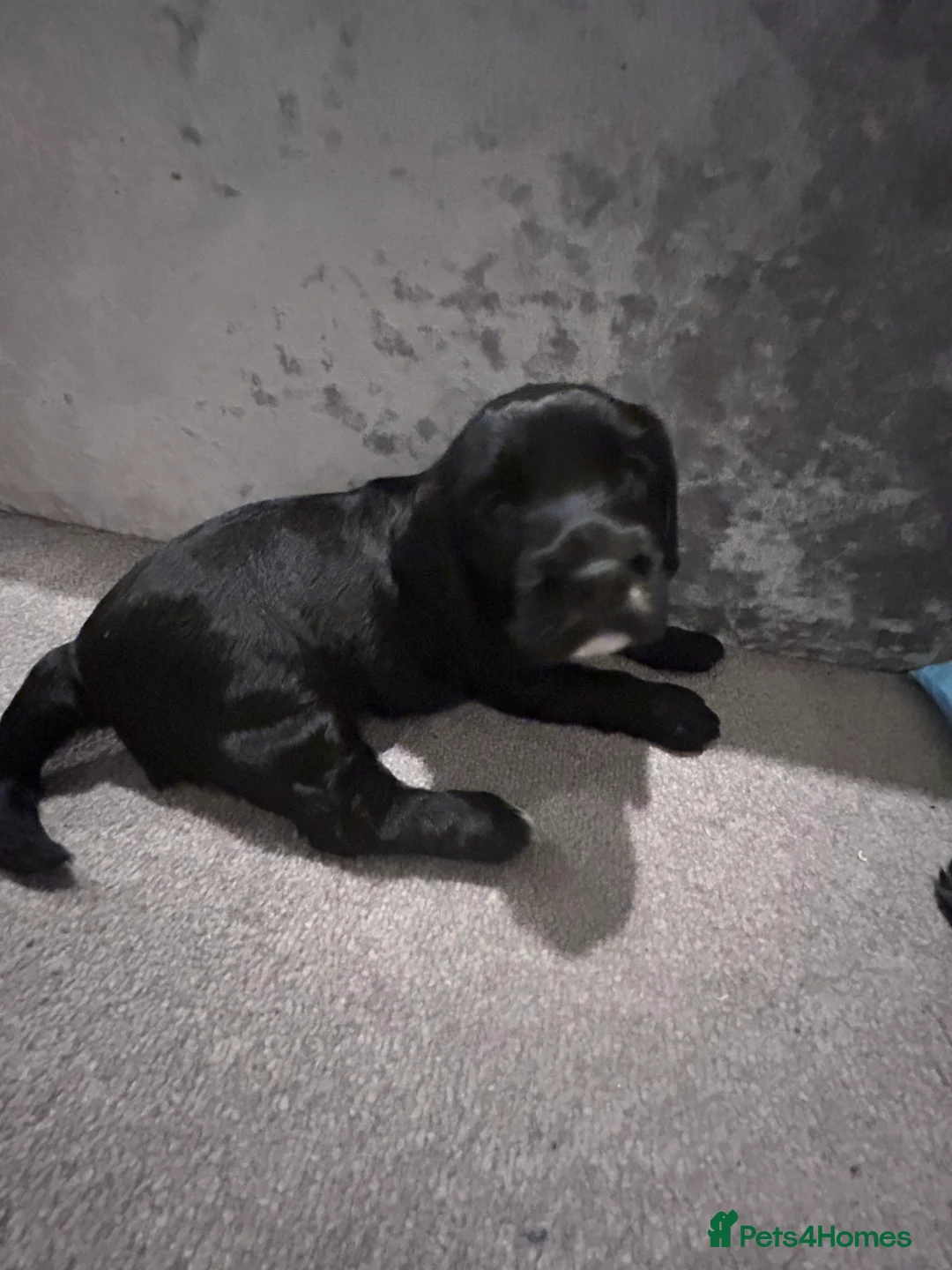 Cocker Spaniel dogs for sale: Two female cocker spaniels  - Advert 3