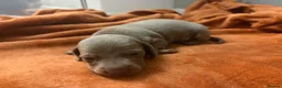 Dachshund dogs for sale: Mini dachshunds  - Advert 7