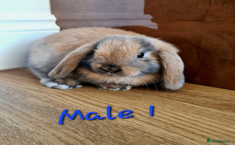 Mini Lop rabbits - Advert 11