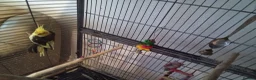 Cockatiels birds for sale: Male cockatiel with 5.5 foot cage - Advert 5