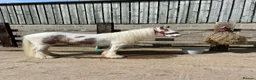 Irish Cob horses for sale: Little Mo - Advert 2