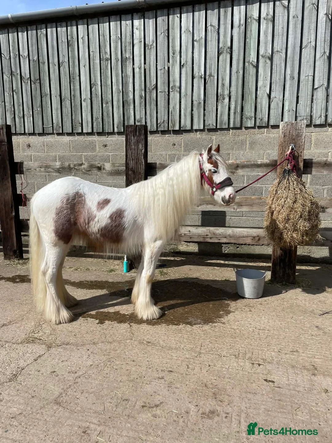 Irish Cob horses for sale: Little Mo - Advert 2